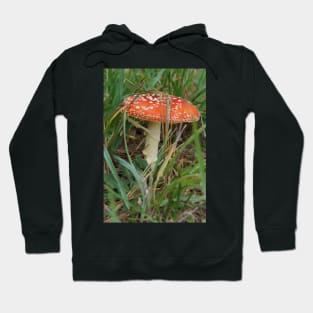 Fungi - Adelaide Hills - Fleurieu Peninsula by South Australian artist Avril Thomas Hoodie